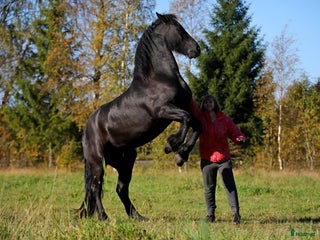 Allround hästar till salu: **Exceptional Horse for Sale** - Annons 1