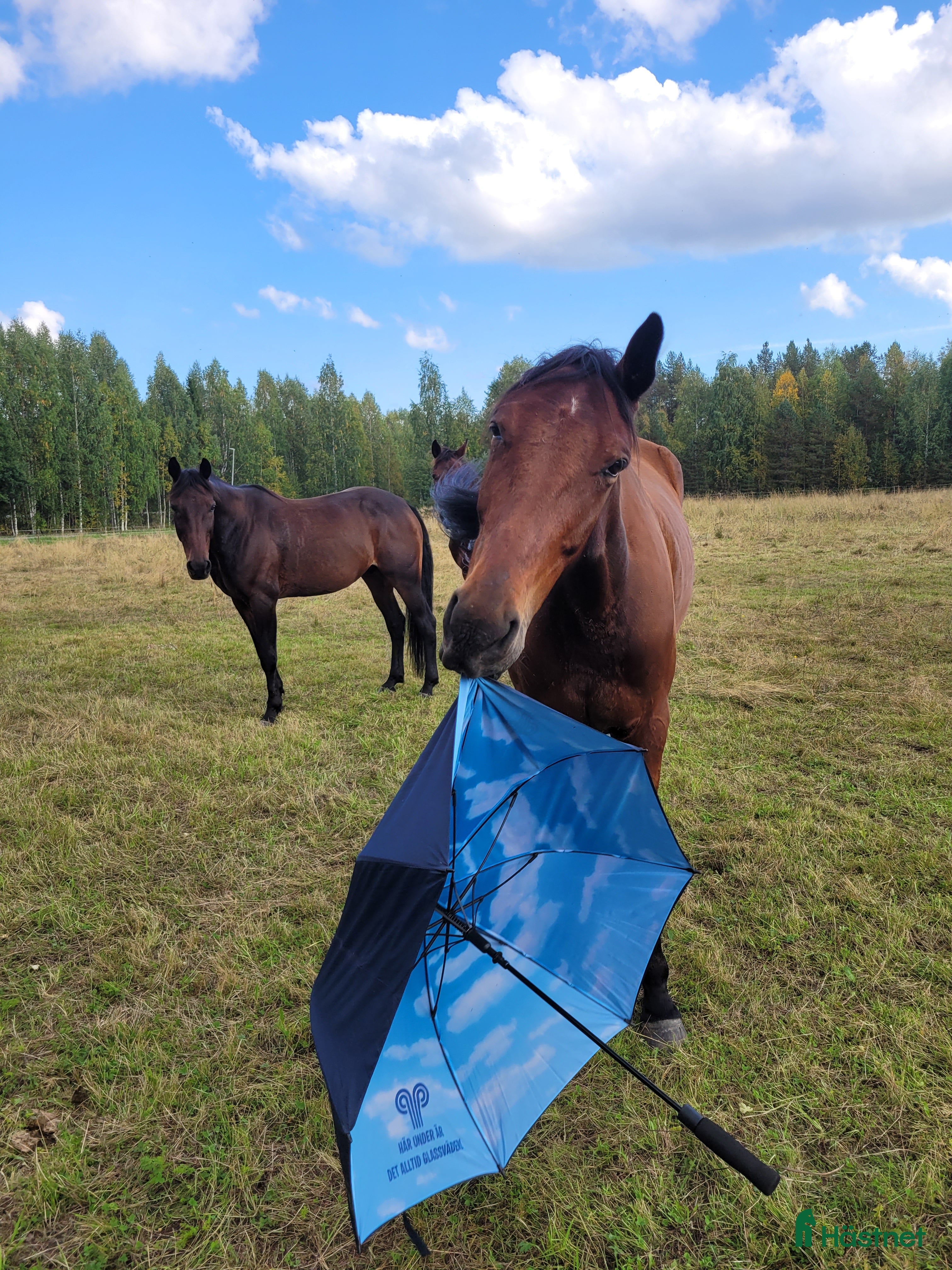  hästar Mr Hyde söker ny ägare (uppdaterad version) - Annons 16