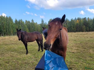 hästar Mr Hyde söker ny ägare (uppdaterad version) - Annons 23