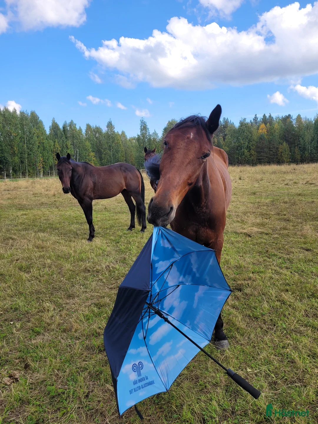 Allround hästar till salu: Mr Hyde söker ny ägare (uppdaterad version) - Annons 1