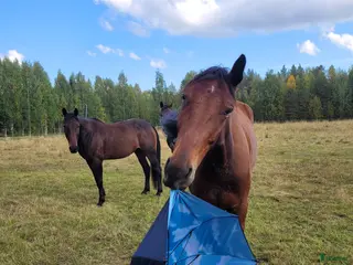 hästar Mr Hyde söker ny ägare (uppdaterad version) - Annons 16