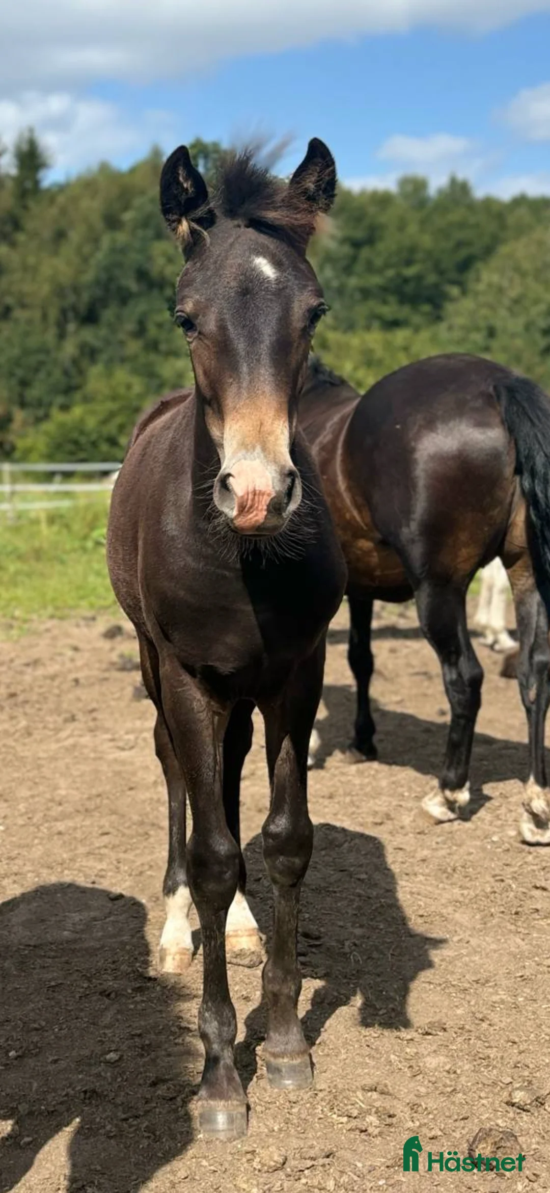 Allround hästar till salu: Fina Pommes-ponnyn - Annons 4
