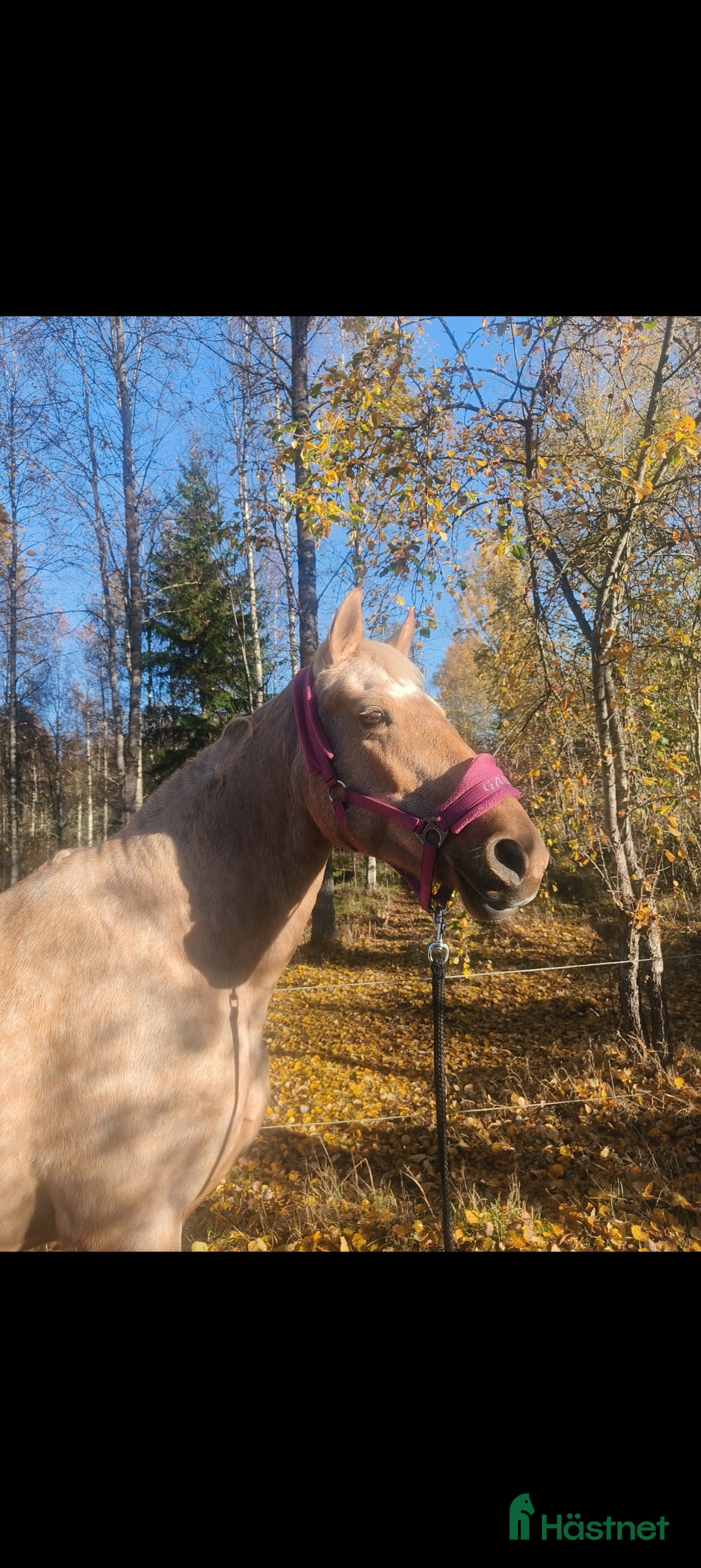  foderhäst finnes: Palamino sto utlånas för avel eller sällskap  i Eneryda - Annons 12
