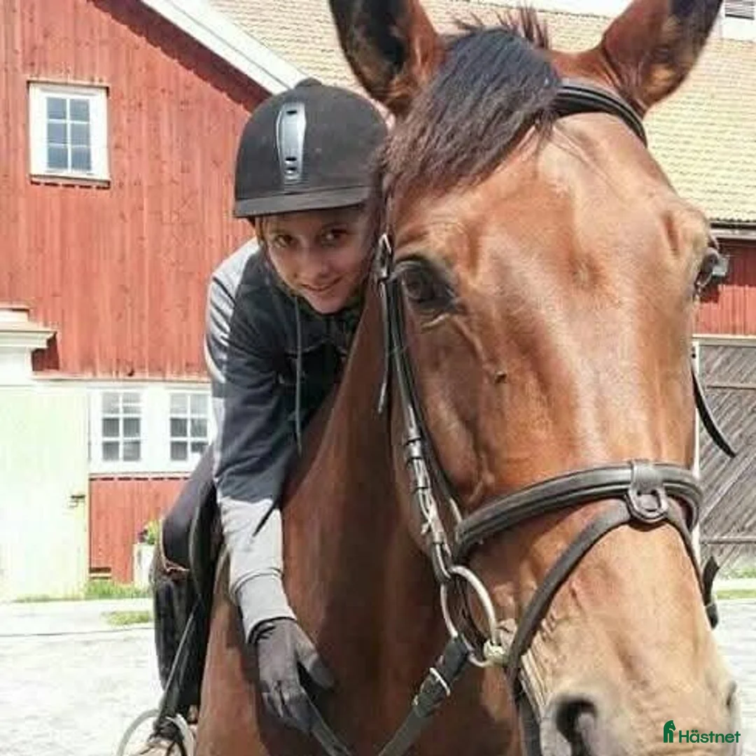  medryttarhäst sökes: Häst sökes - Annons 1