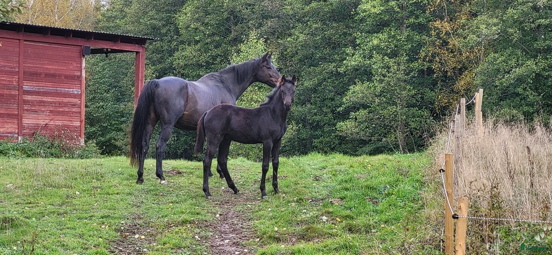 Hoppning hästar till salu: Vackert hingstföl efter Mr Vain  i Mjölby - Annons 3