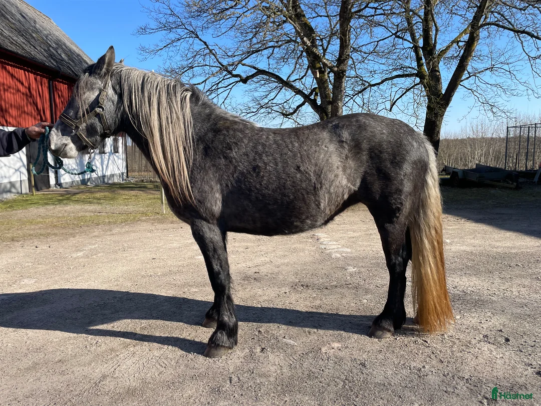 Allround hästar till salu: 4-årig blåskimmel - Annons 2