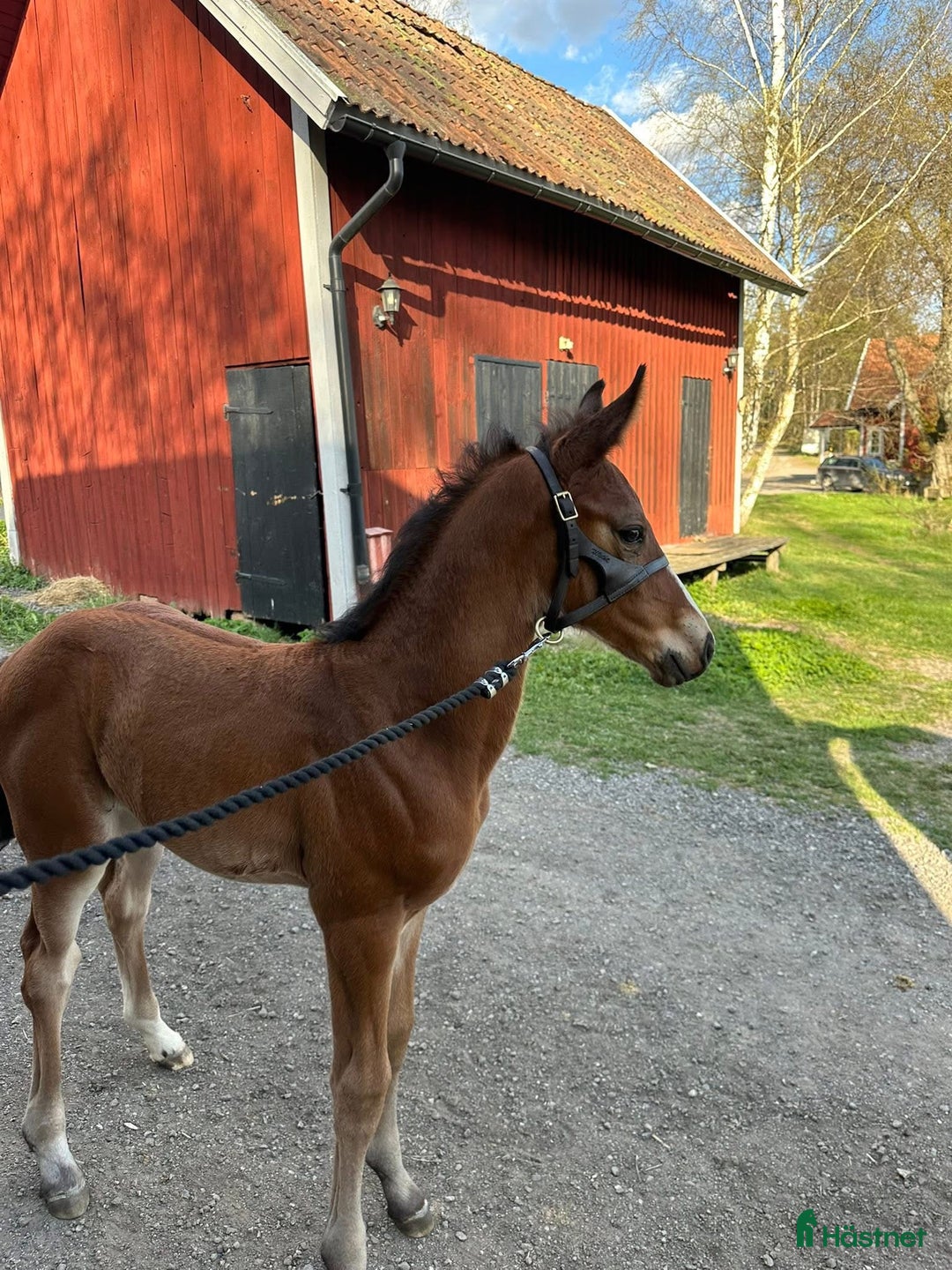 Hoppning hästar till salu: Stoföl säljes eller ev bytes i Björnlunda - Annons 4