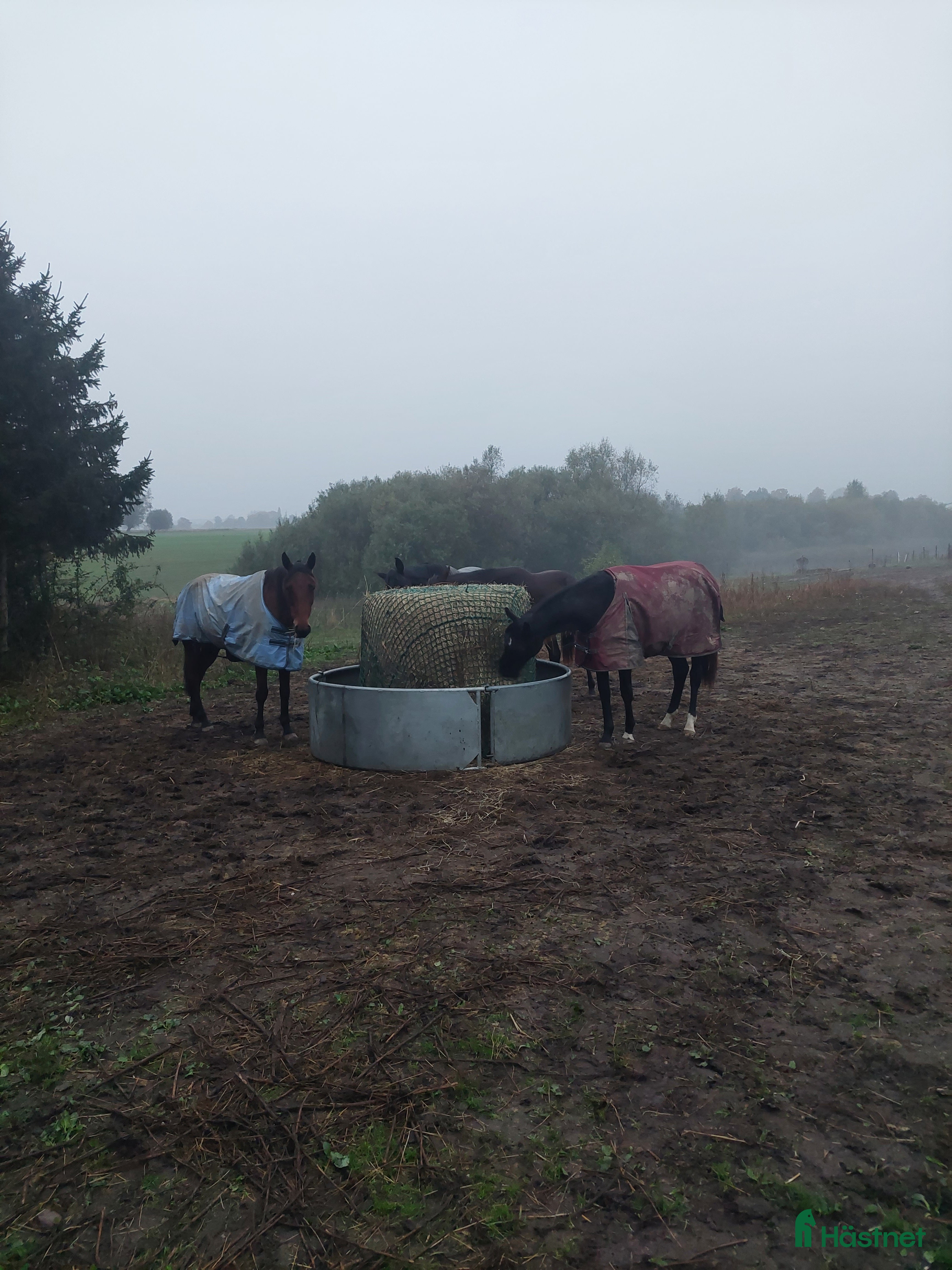  stallplats finnes: Lösdrifts platser. i Staffanstorp - Annons 2