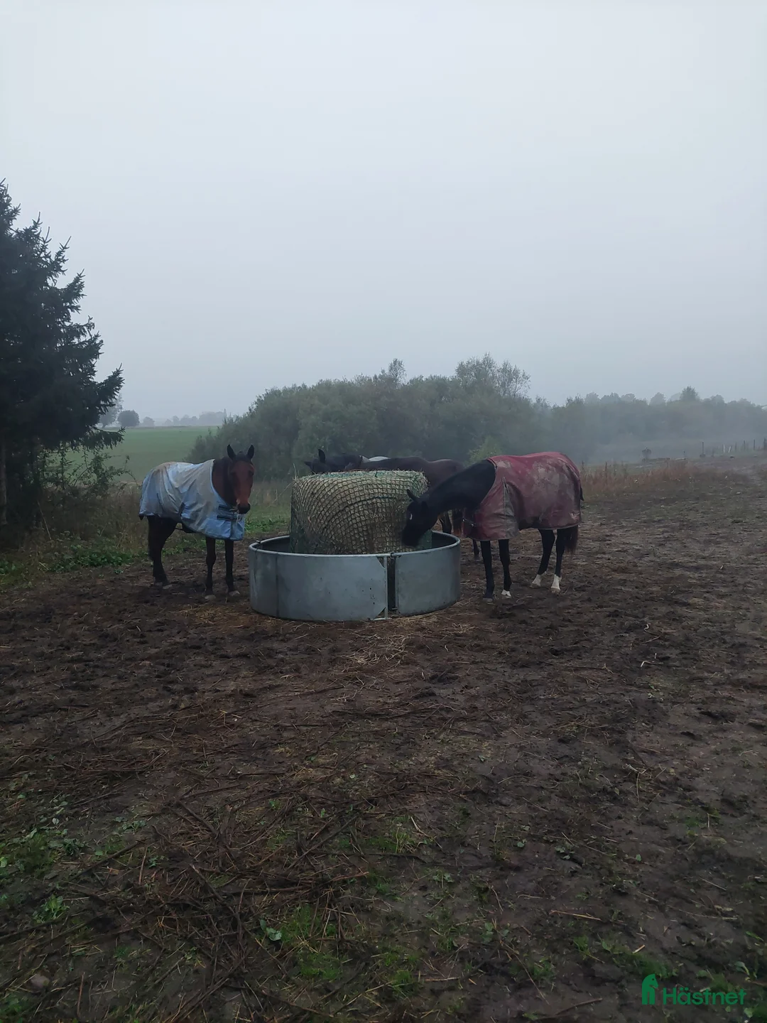  stallplats finnes: Lösdrifts platser. i Staffanstorp - Annons 1