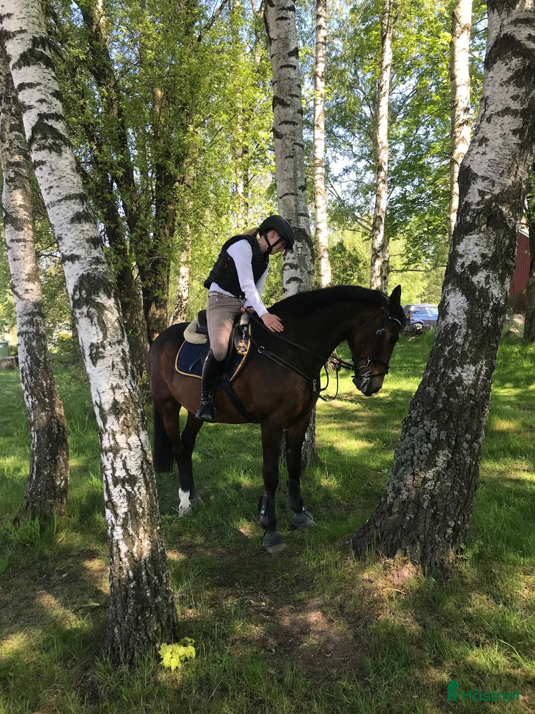 Allround hästar sökes: Söker storhäst.  - Annons 3