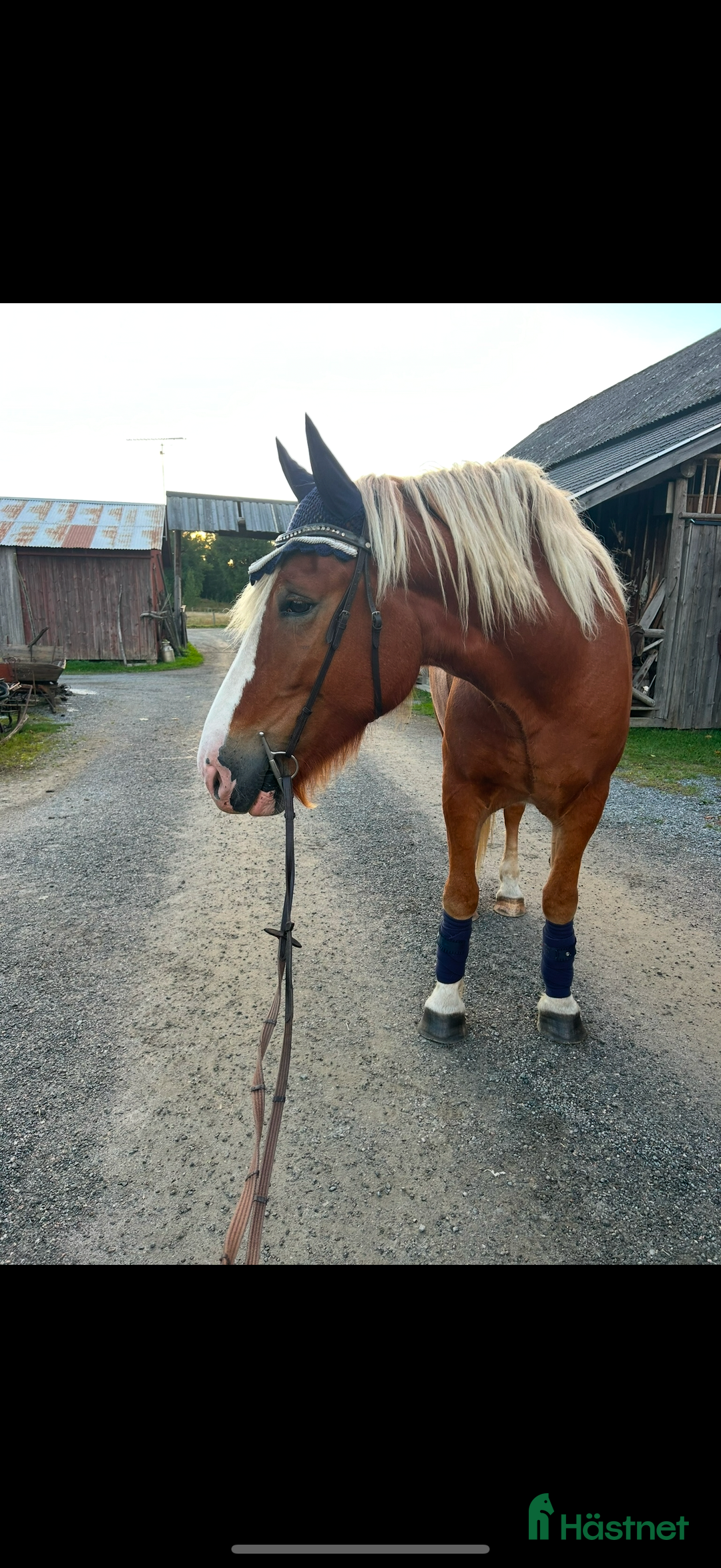 Allround hästar till salu: Min stora bästa vän❤️ i Spånga - Annons 2