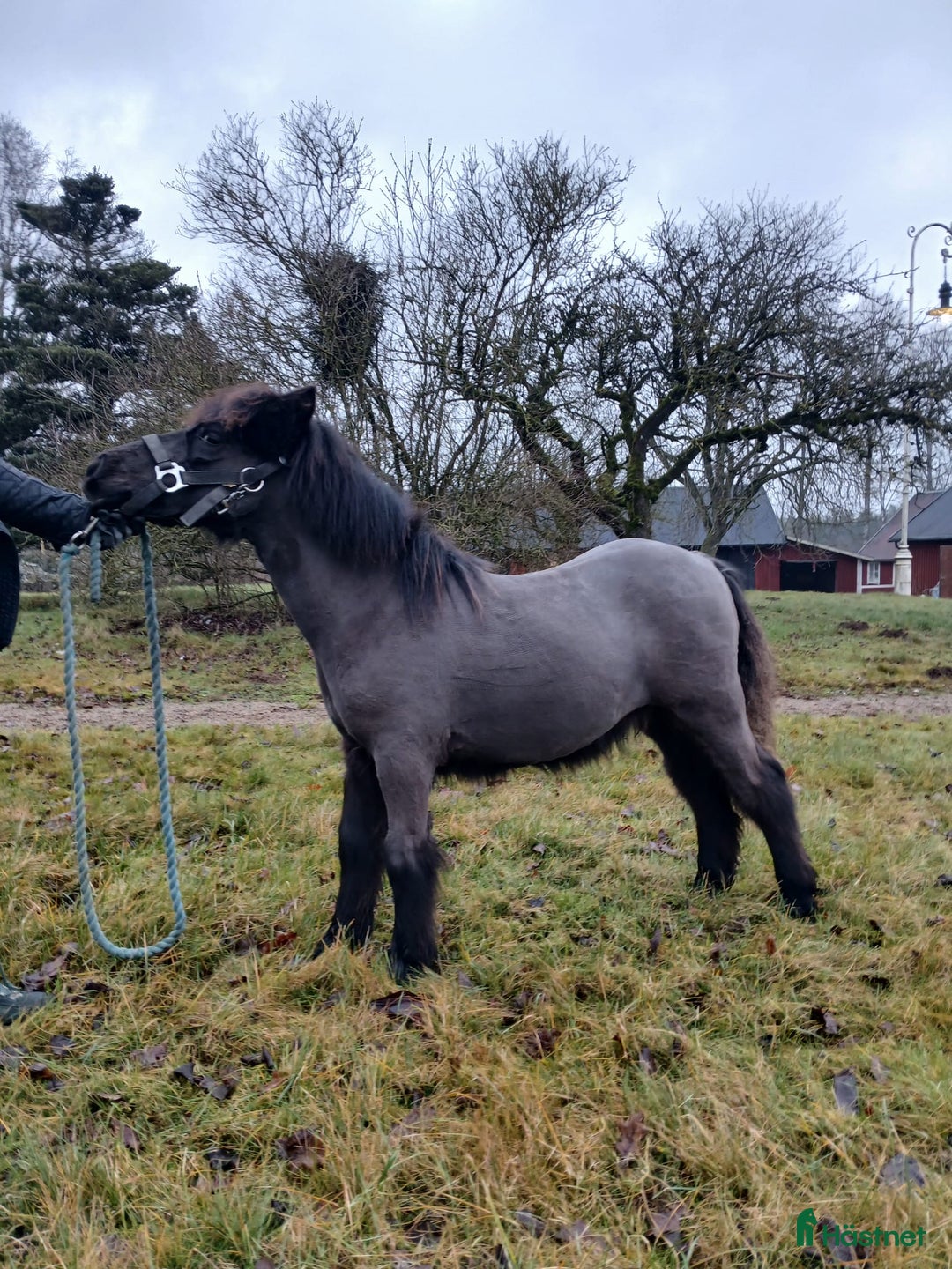 Allround hästar till salu: Shetlamdsponny Lovande hingstföl  - Annons 5