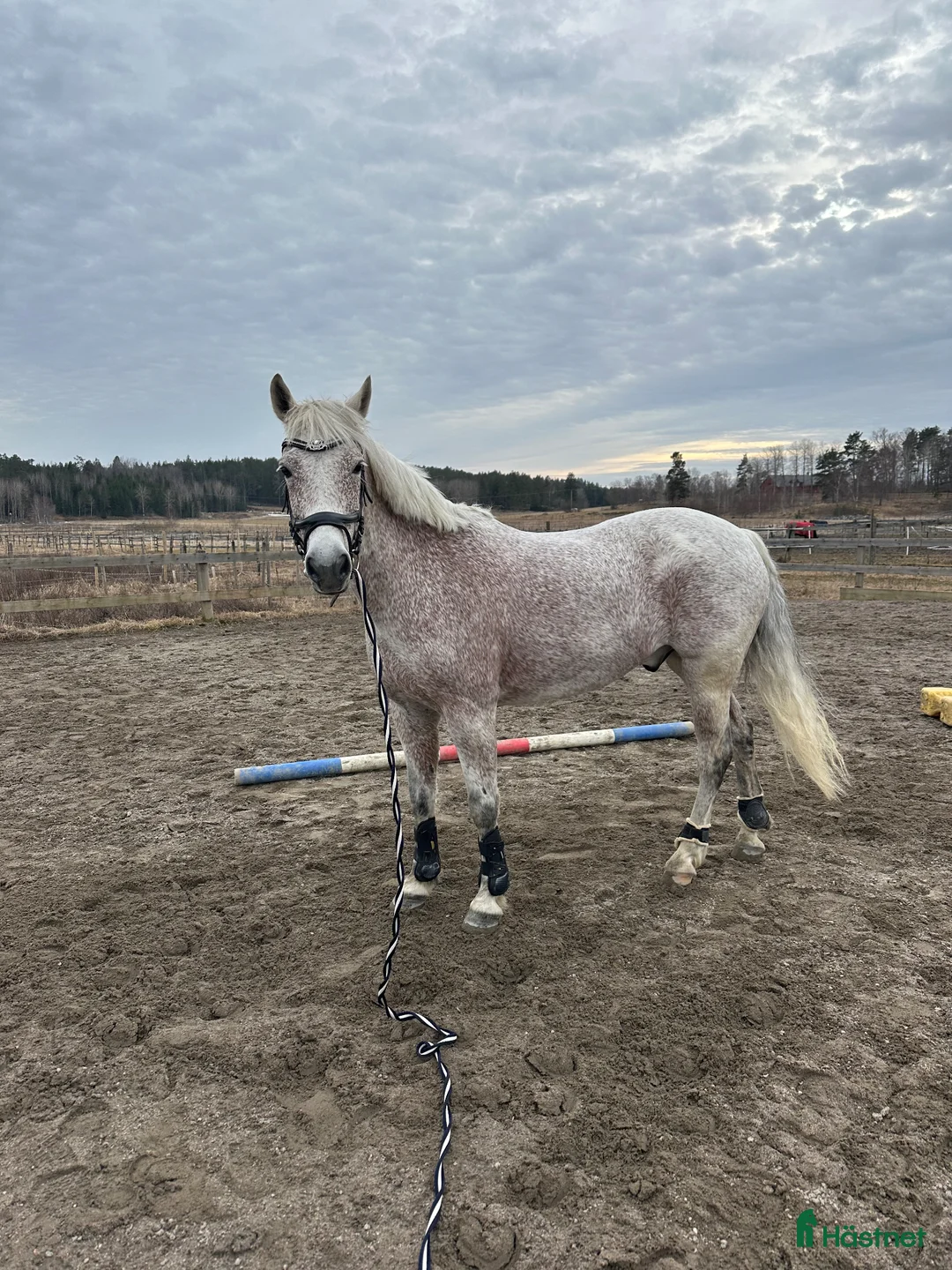 Dressyr hästar till salu: Connemaraponny med hjärta av guld 🌟 - Annons 2