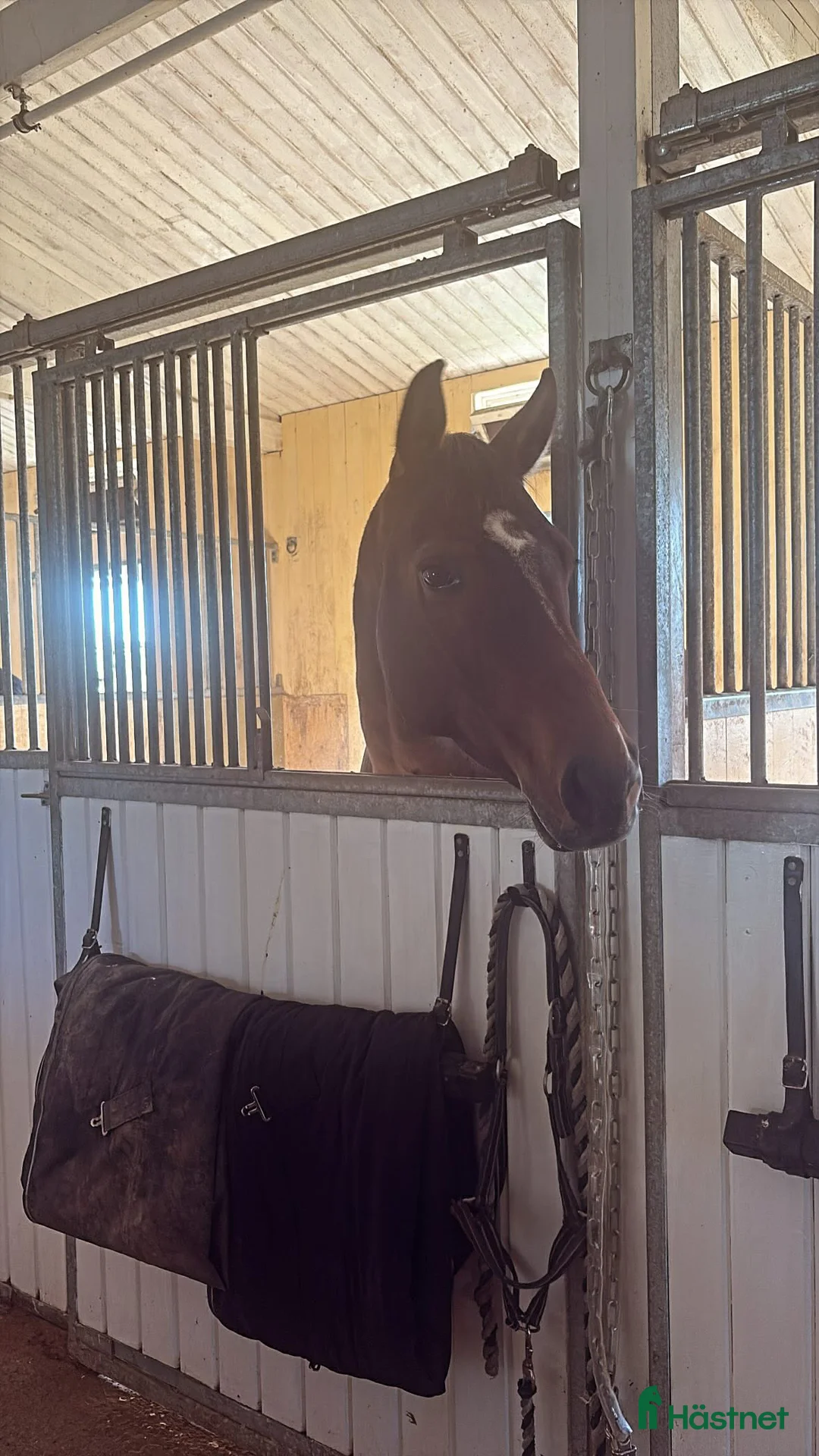 Dressyr hästar till salu: Fint sto e. Suarez - Cortez  - Annons 4