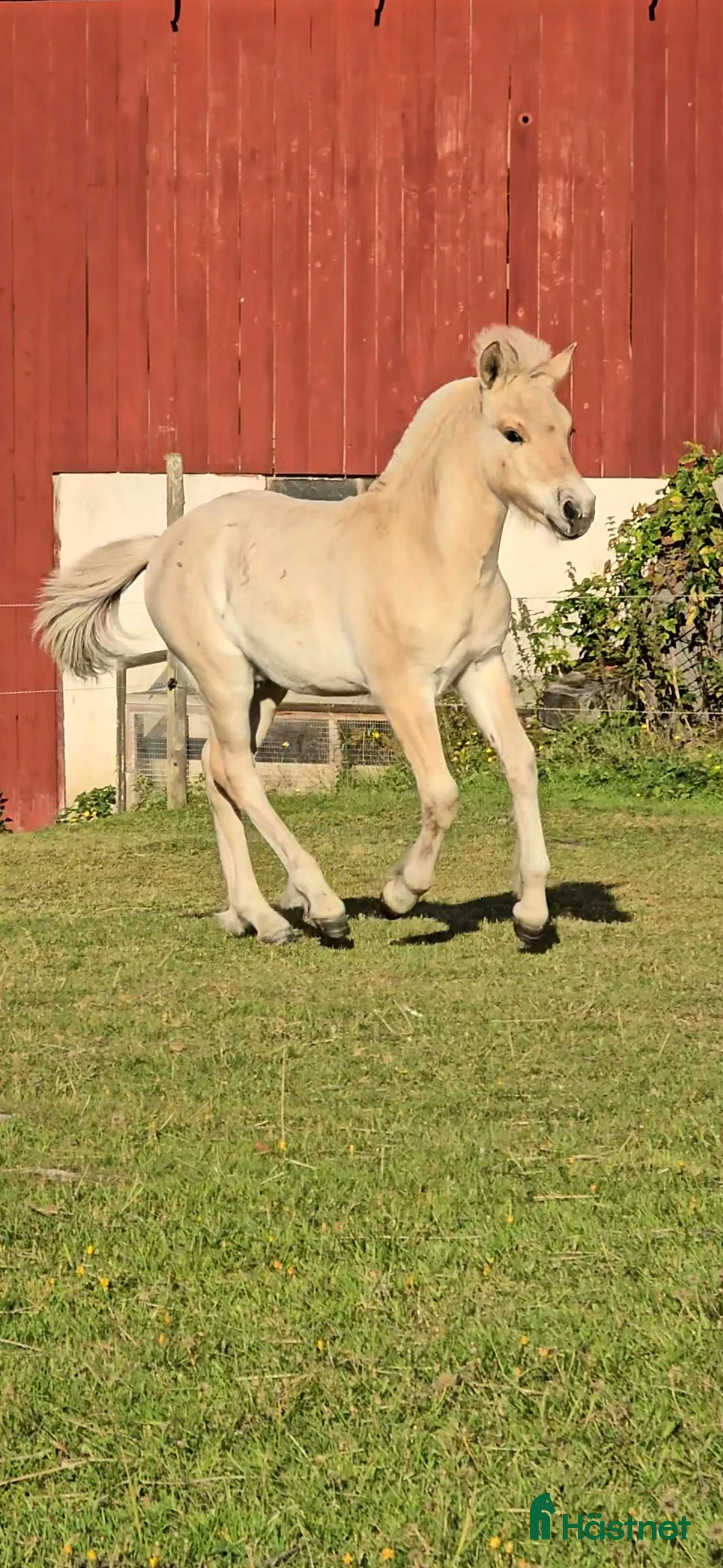 Allround hästar till salu: Charmig fjordhäst - Annons 6