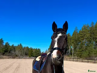 Fälttävlan hästar till salu: SWB-valack, f. 18, e. Click and Cash - Annons 1