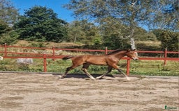 Allround hästar till salu: Vackert hingstföl i Perstorp - Annons 17