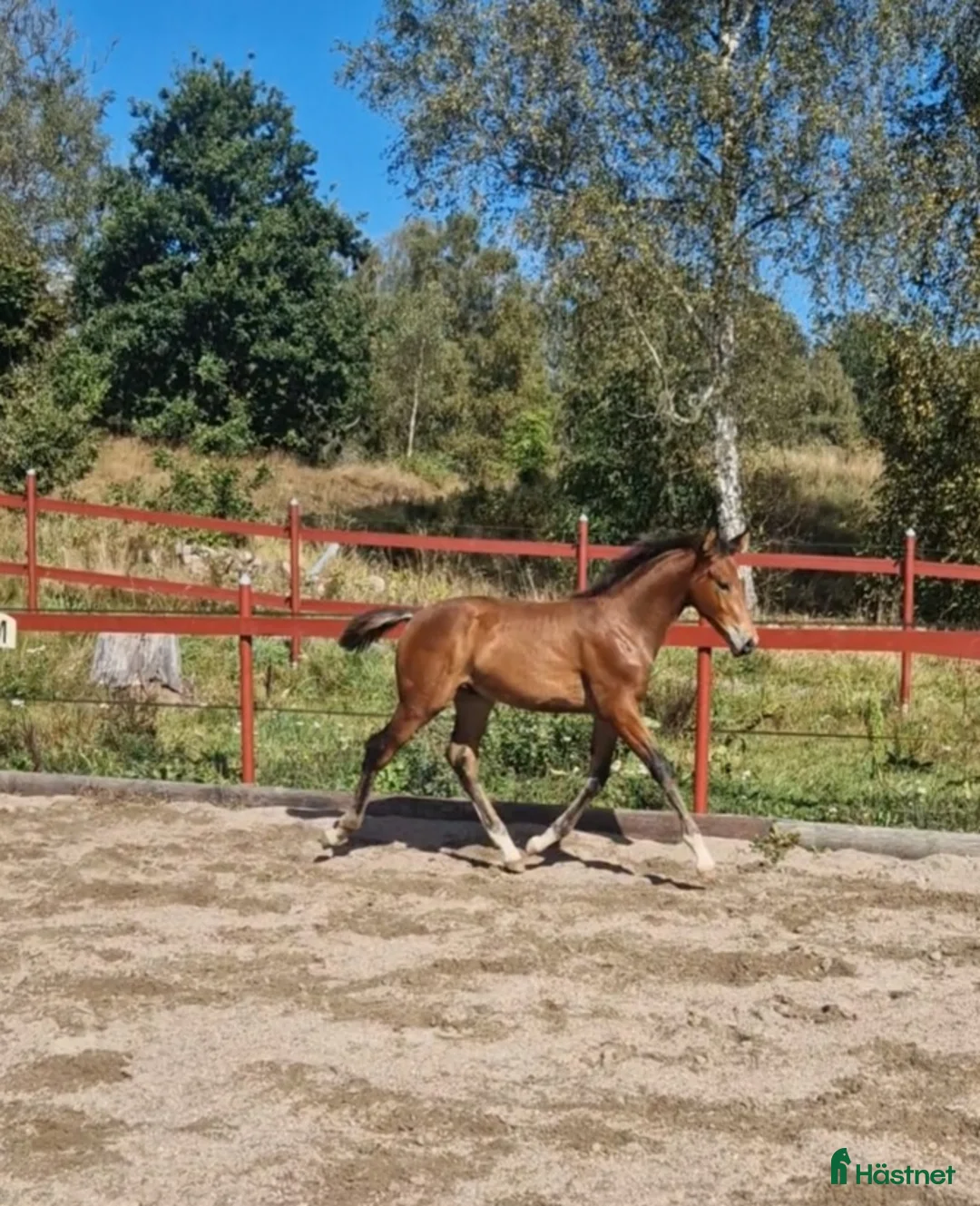 Allround hästar till salu: Vaquero  - Annons 17