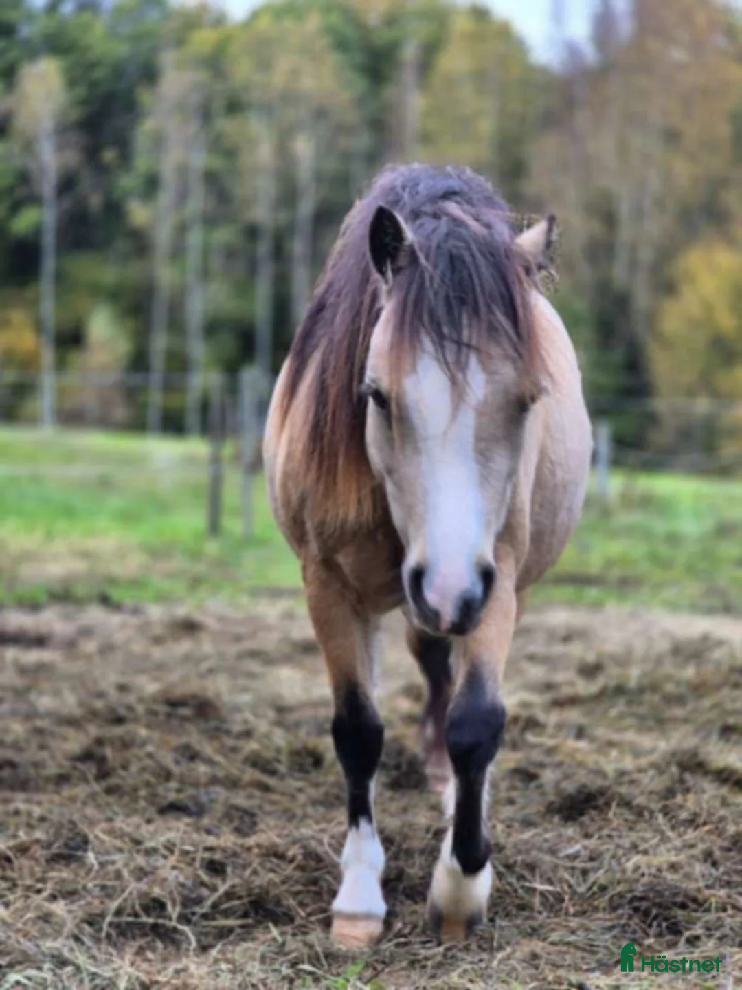 Allround hästar till salu: Underbart 3 åringt Welsh mountain sto i Fotskäl - Annons 2