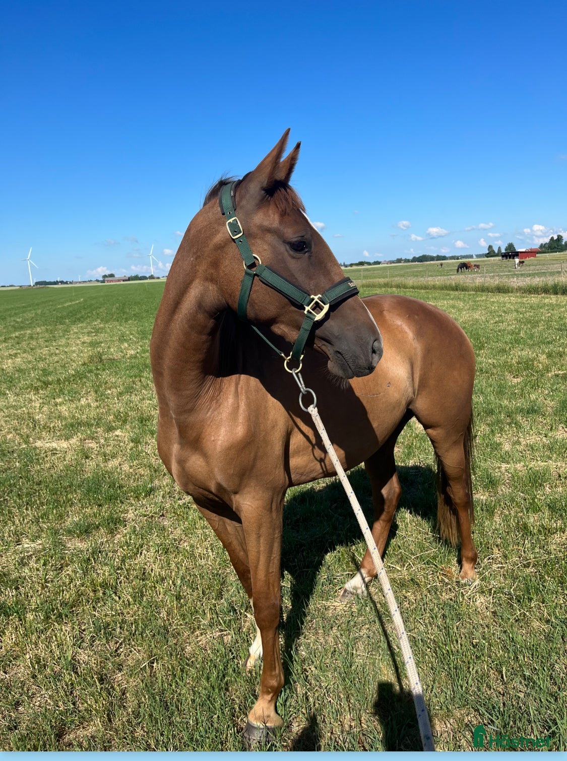  foderhäst Helfodervärd sökes i Östergötland  - Annons 5