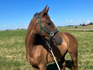 foderhäst Helfodervärd sökes i Östergötland - Annons 5