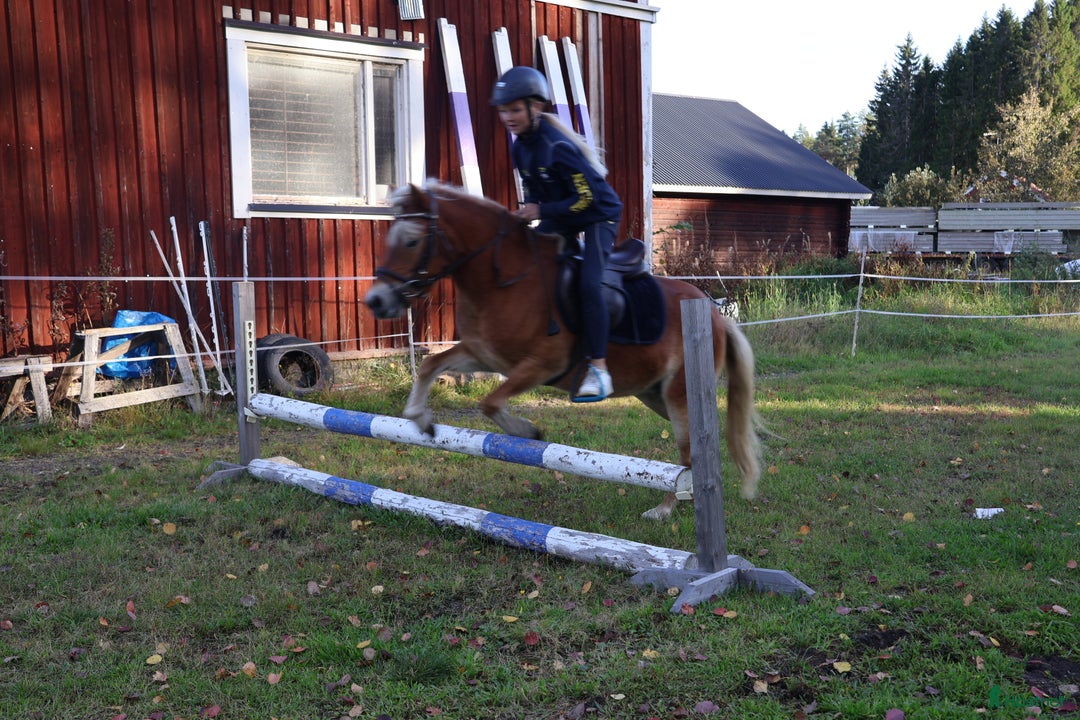 Allround hästar till salu: Sockersöt ponny till salu. i Nordmaling - Bild 5