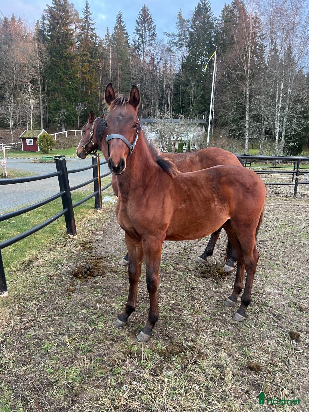 Hoppning hästar till salu: Hingstföl med meriterat möderne  i Forserum - Annons 2