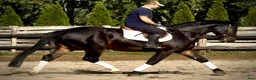 Allround hästar till salu: Rexon–10yo|170 Silesian Gelding|Family Horse - Annons 10