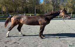 Hoppning hästar till salu: Framtidsstjärna! Hoppstammad blivande tvååring! i Björkvik - Annons 3