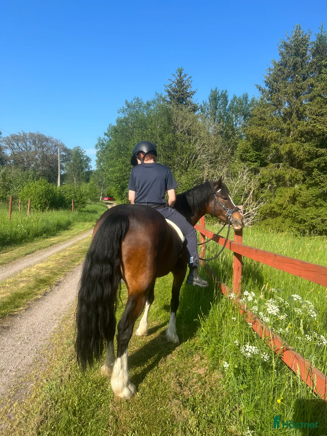  foderhäst finnes: Läromästare & tränings kompis - Annons 9
