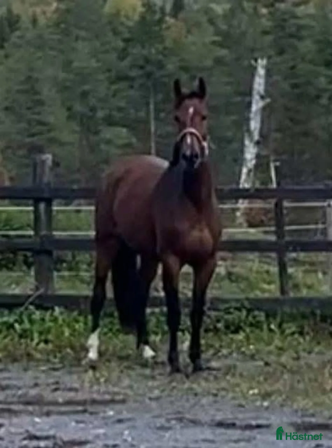 Allround hästar till salu: Halvblodssto född 2022 i Lammhult - Annons 2