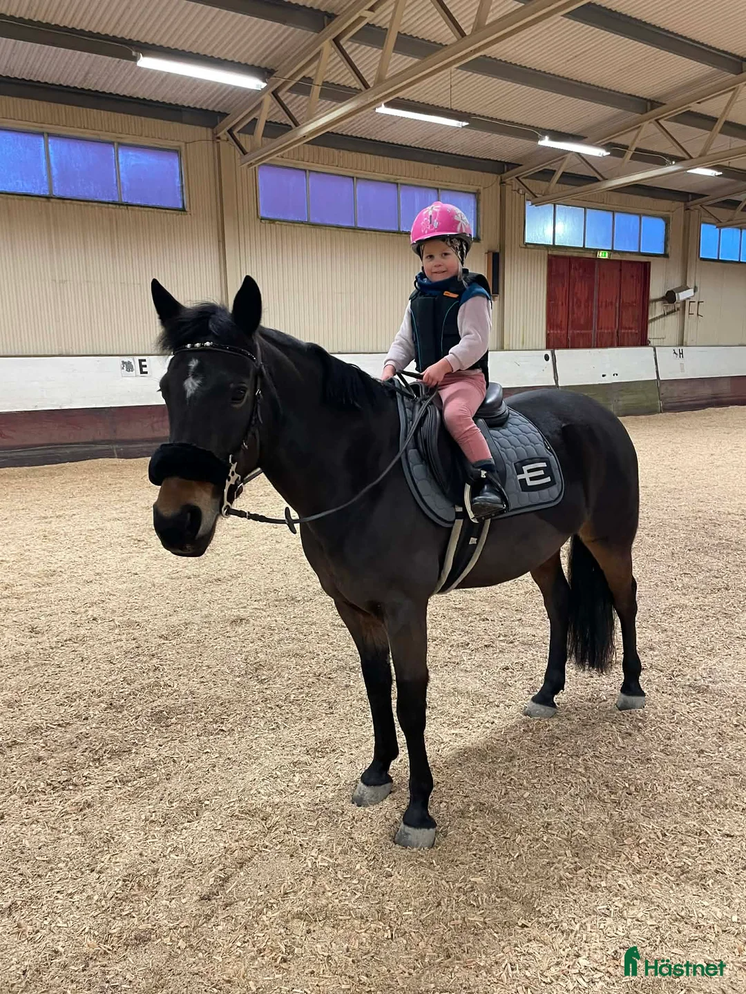 Allround hästar till salu: Charmig familjeponny söker kärleksfullt hem - Annons 5