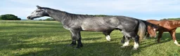 Hoppning hästar till salu: He.Ro Stud SUMMER SALE ! - Annons 15