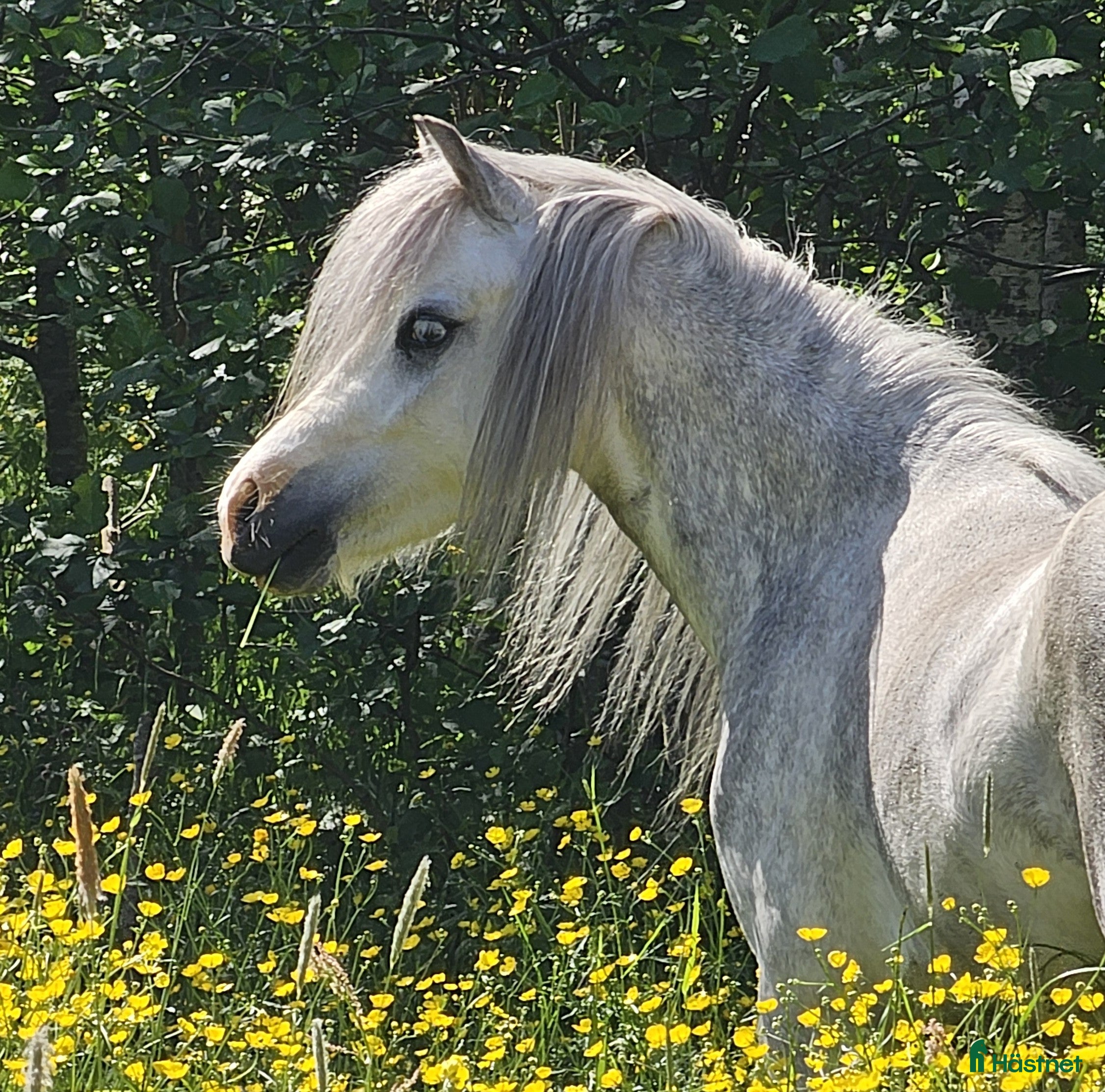  hästar Vacker blåögd Welsh Mountain i Degerfors - Annons 1