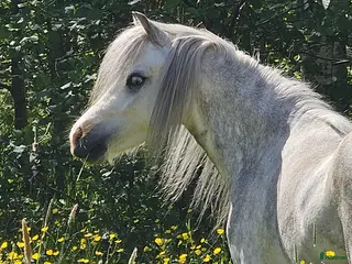hästar Vacker blåögd Welsh Mountain - Annons 1