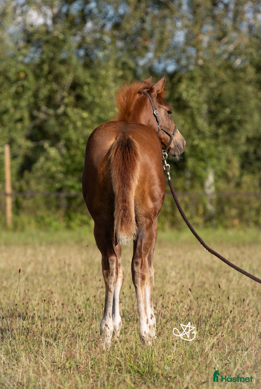 Western hästar till salu: Blivande reiningstjärna - byte möjligt!  i Hjo - Annons 12