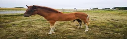 Island hästar till salu: Lovande hingst ämne  - Annons 2
