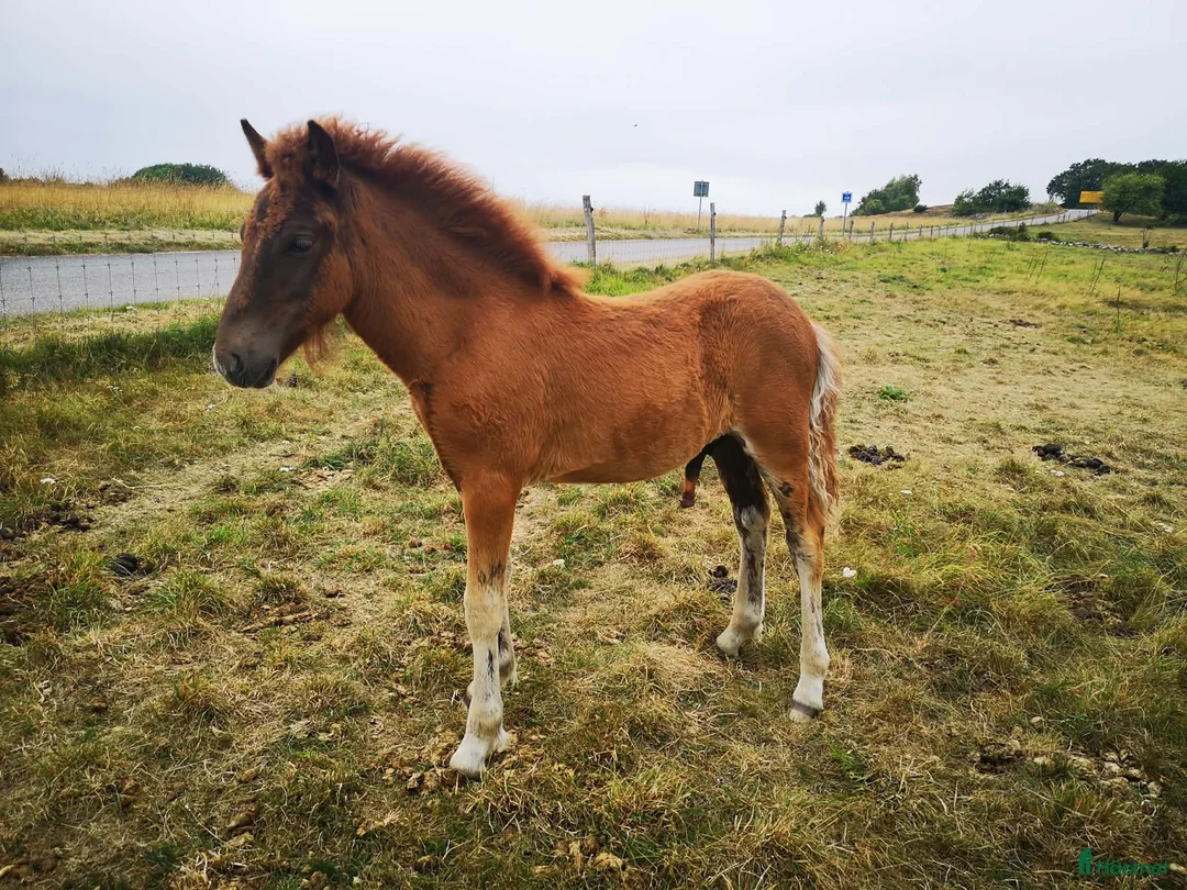 Island hästar till salu: Lovande hingst ämne  - Annons 2