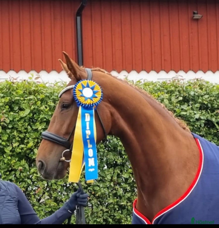  hästar Snäll & lovande dressyrhäst Diplomsto i Tobo - Annons 2