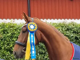 hästar Snäll & lovande dressyrhäst Diplomsto i Tobo - Annons 15