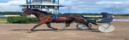Trav hästar till salu: Premieklar 2-åring - Annons 4