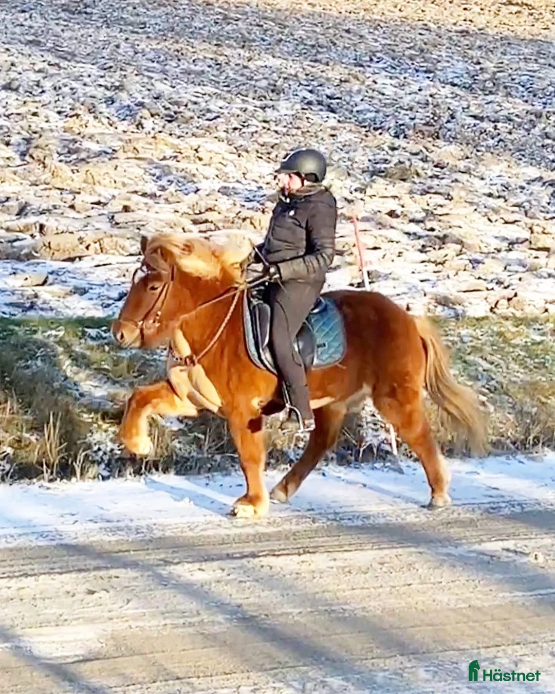 Island hästar till salu: Vill du tävla pass? - Annons 2