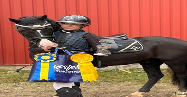  hästar i Göteborg - Annons 7