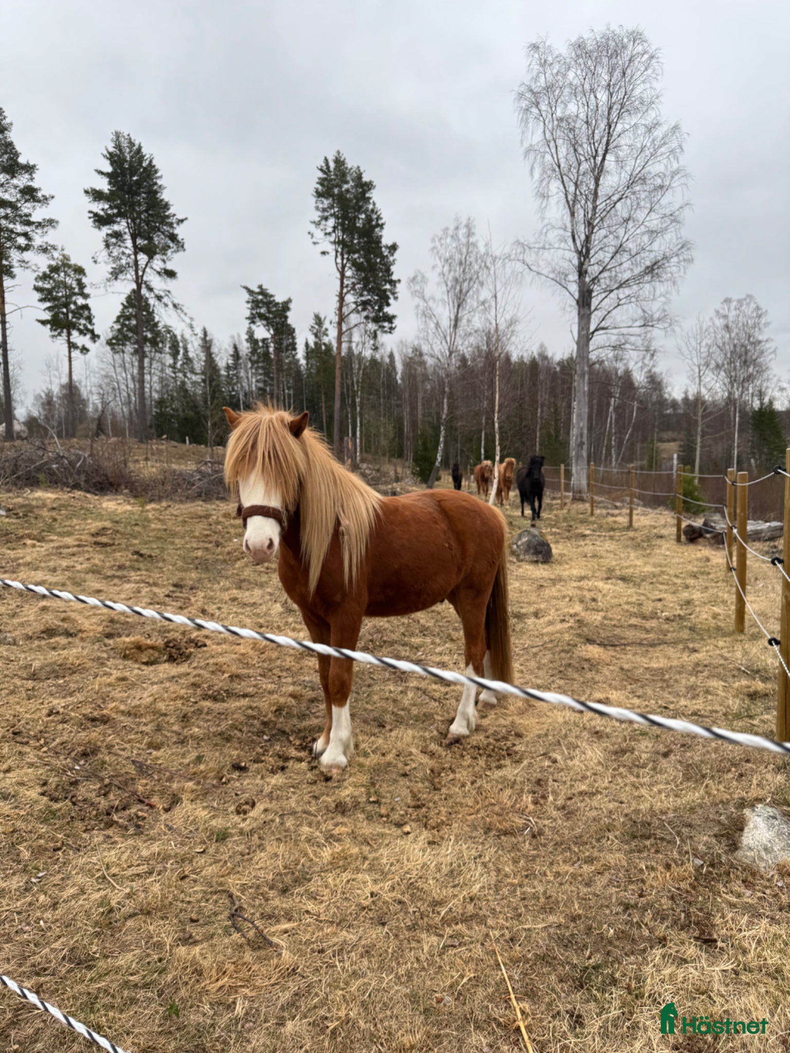  hästar Islandshäst  - Annons 1
