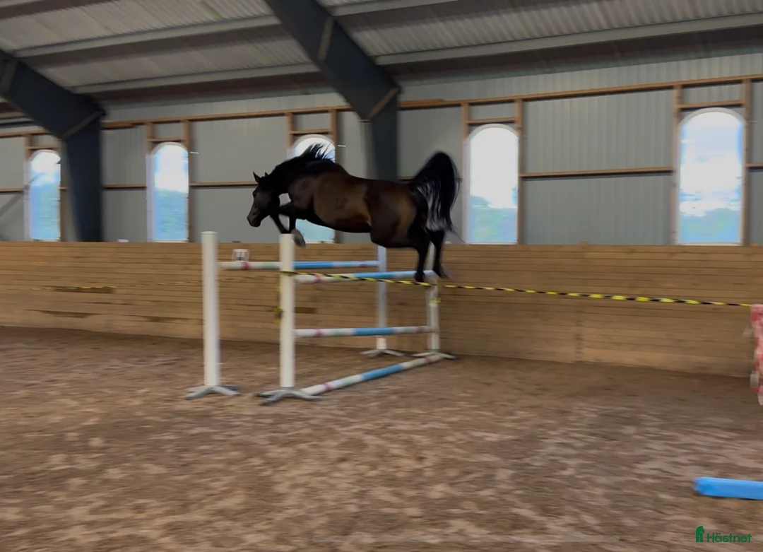 Hoppning hästar till salu: Lovande hoppvalack i Rottne - Annons 2