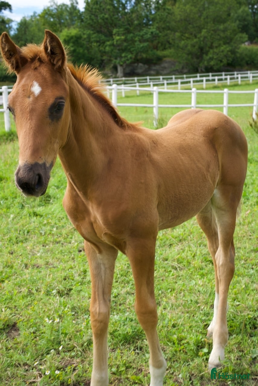  hästar Equines Willow Hingstföl född maj 2026 - Annons 1