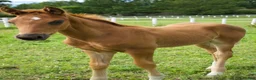 Dressyr hästar till salu: Equines Willow Hingstföl född maj 2026 - Annons 1