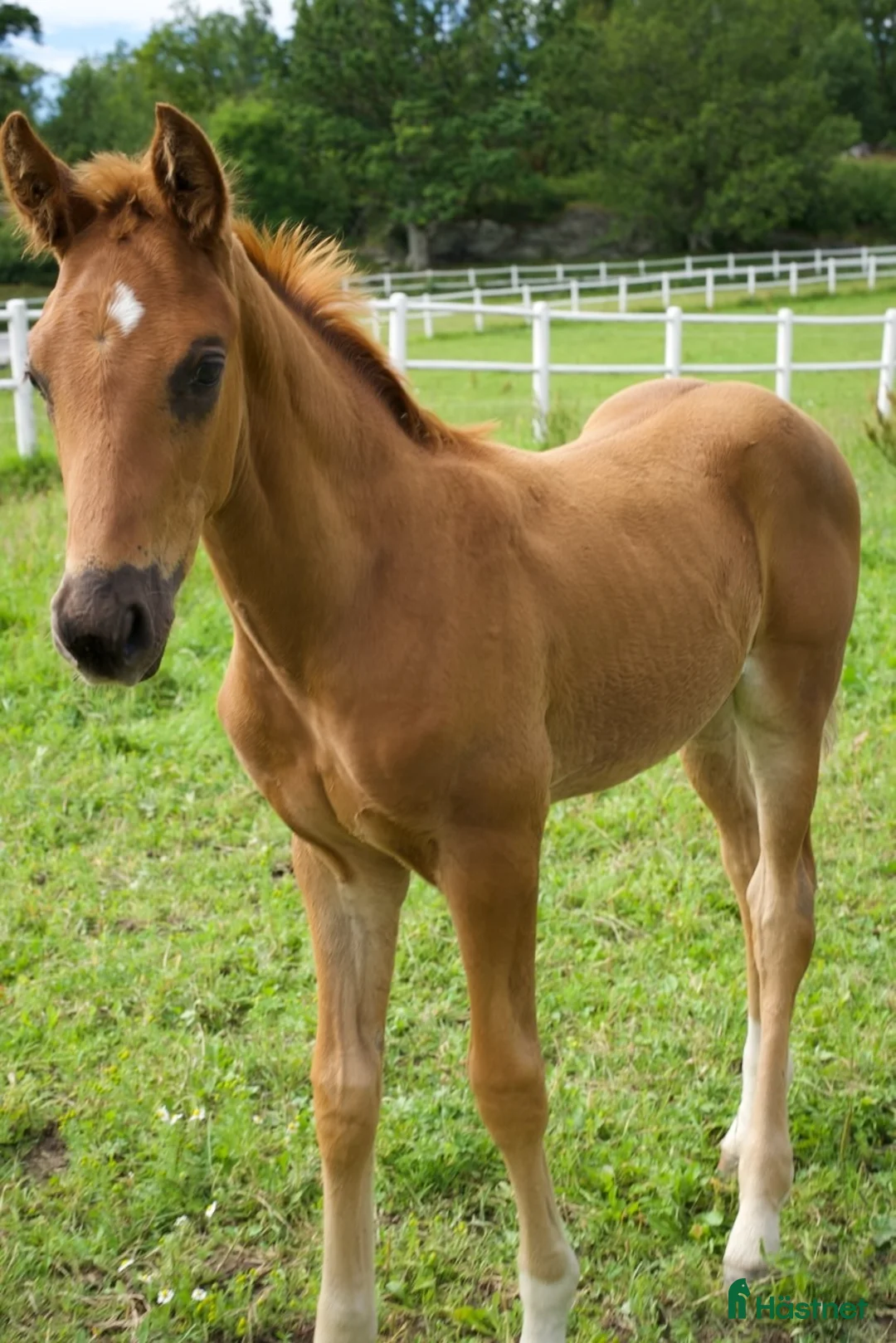 Dressyr hästar till salu: Equines Willow Hingstföl född maj 2026 - Annons 1