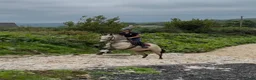 Allround hästar till salu: Beautiful Connemara mare! - Annons 15