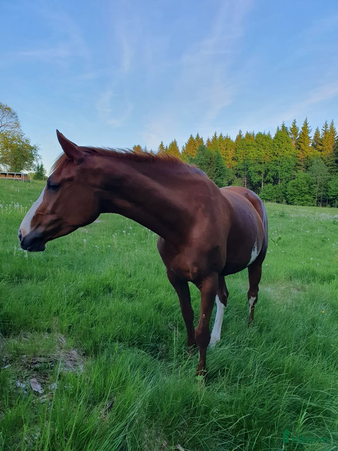  medryttarhäst finnes: Söker medryttare till liten storhäst i Växjö - Annons 2